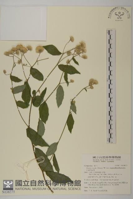 大頭艾納香藏品圖，第1張