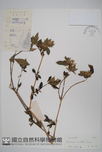 假杜鵑藏品圖，第1張