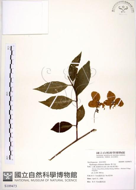 華八仙藏品圖，第1張