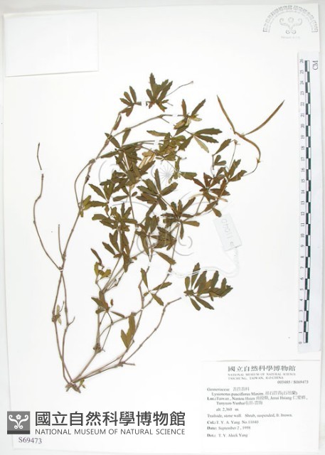 石吊蘭、吊石苣苔藏品圖，第1張