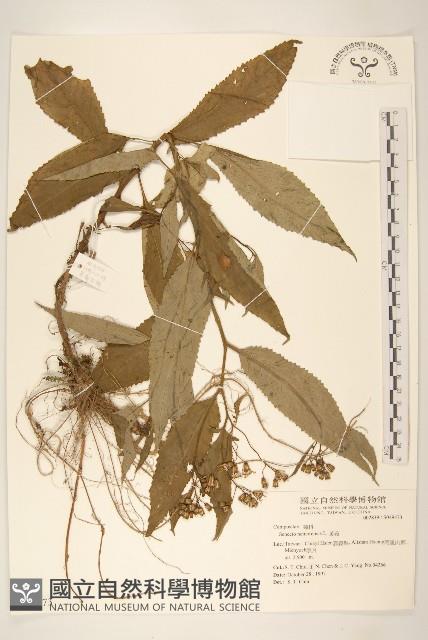 黃菀藏品圖，第1張