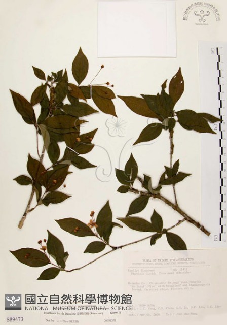 小葉石楠藏品圖，第1張