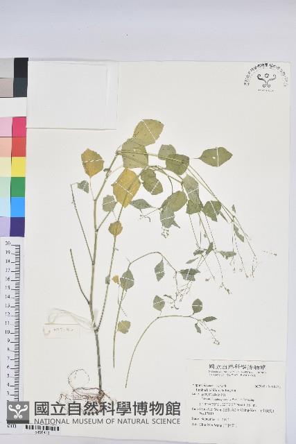 登錄號:S198473藏品圖，第1張