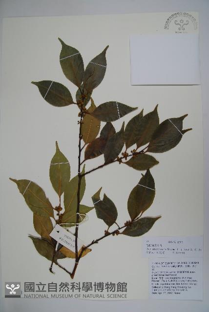 毛梗細果冬青藏品圖，第1張