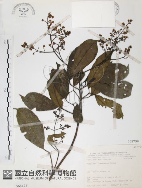 山香圓藏品圖，第1張