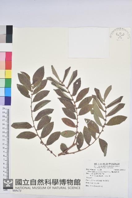 裡白饅頭果藏品圖，第1張