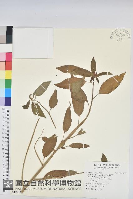 白苞猩猩草藏品圖，第1張