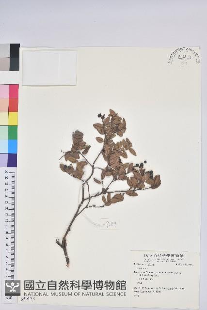 登錄號:S059173藏品圖，第1張