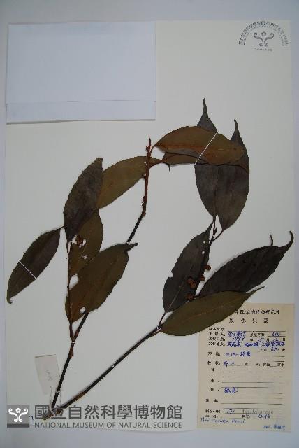 臺灣糊樗藏品圖，第1張