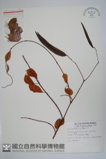 酸藤藏品圖，第1張