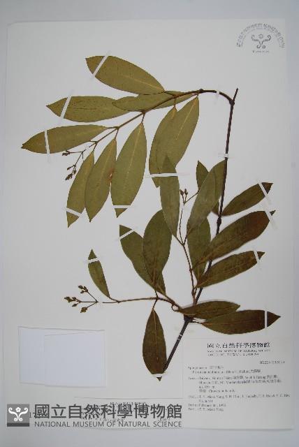 大錦蘭藏品圖，第1張