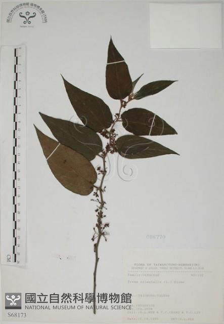 山黃麻藏品圖，第1張