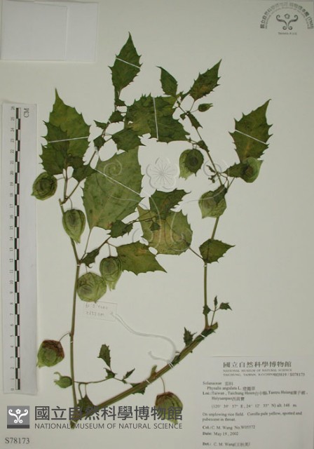 燈籠草藏品圖，第1張