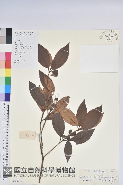 廣東杜鵑藏品圖，第1張