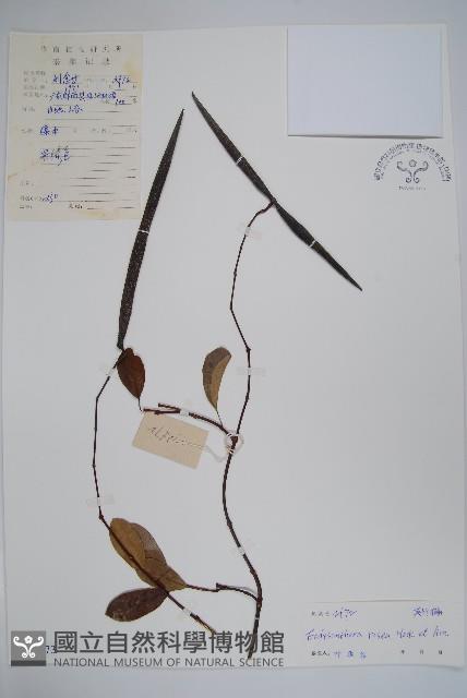 Sour creeper Collection Image, Figure 1, Total 2 Figures