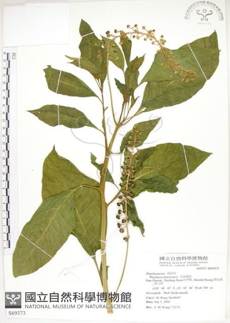 美洲商陸藏品圖，第1張