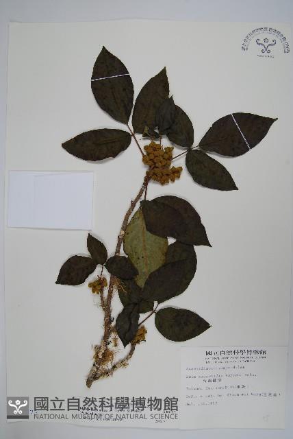 臺灣藤漆藏品圖，第1張