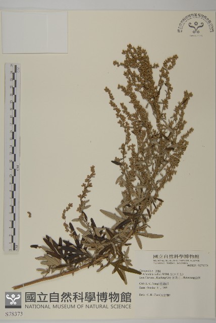 野艾蒿藏品圖，第1張