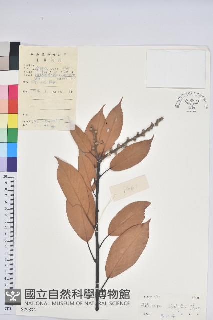 美葉石櫟藏品圖，第1張