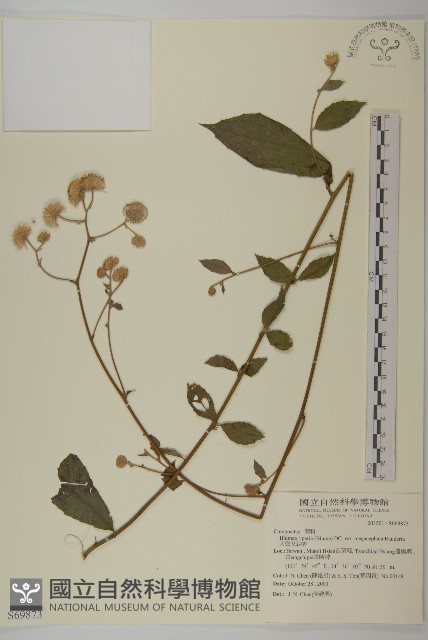 大頭艾納香藏品圖，第1張