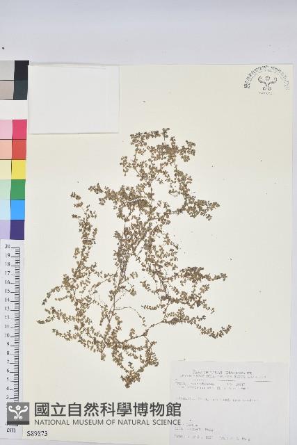 匐根大戟藏品圖，第1張