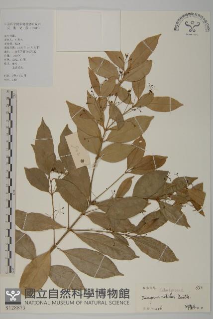 亮葉衛矛、中華衛矛藏品圖，第1張