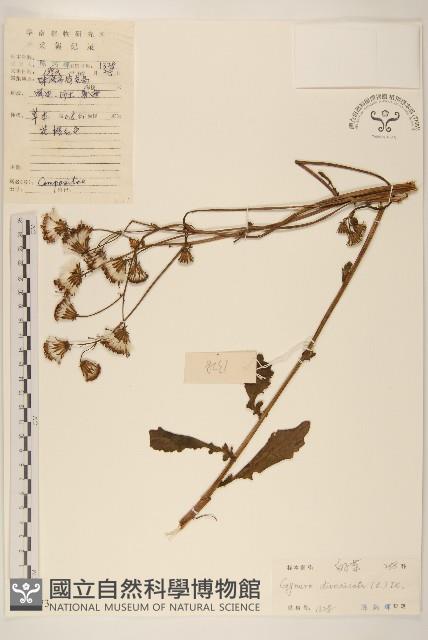 白仔菜藏品圖，第1張