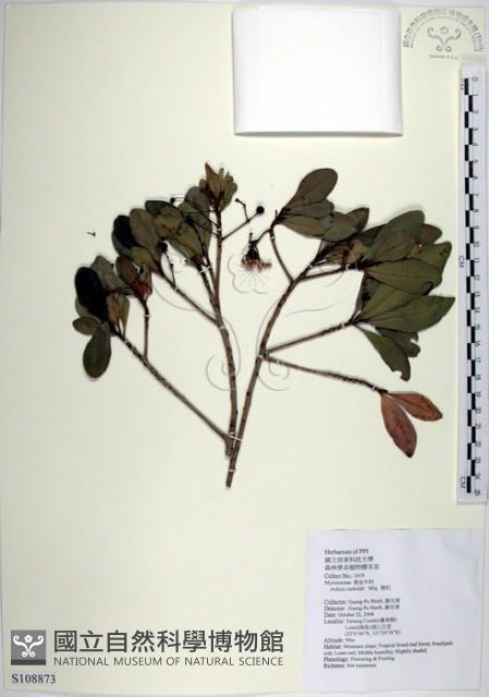 樹杞藏品圖，第1張