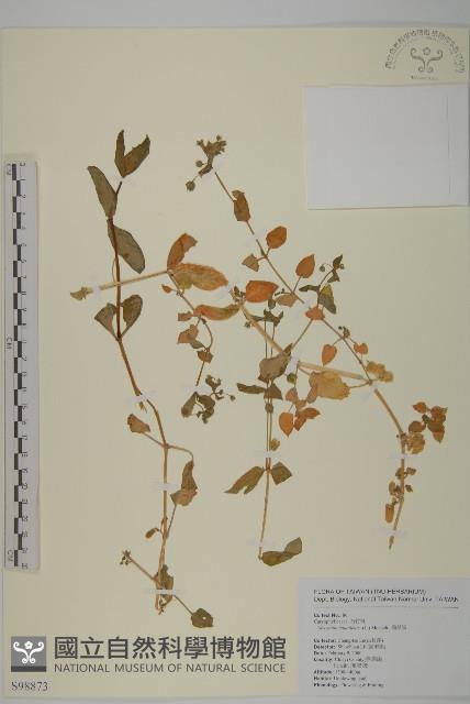 牛繁縷藏品圖，第1張