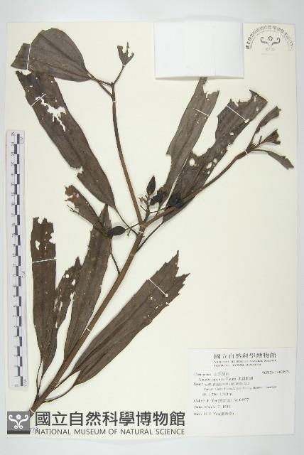 東瀛珊瑚藏品圖，第1張