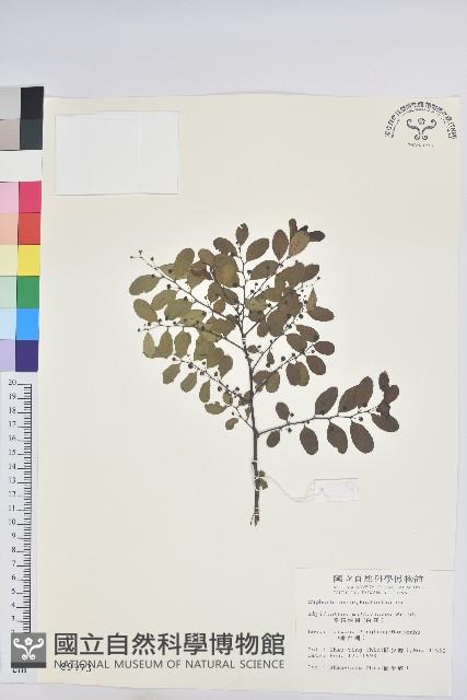 多花油柑、白仔藏品圖，第1張