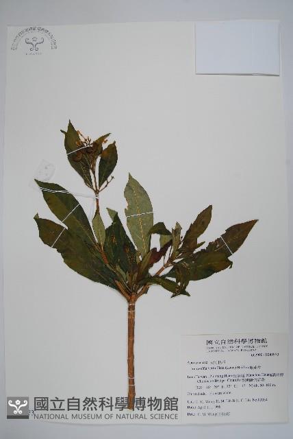 蘿芙木藏品圖，第1張