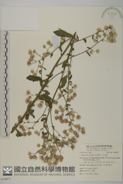生毛將軍藏品圖，第1張