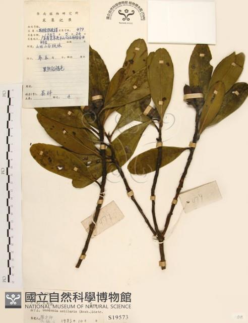 大頭茶藏品圖，第1張