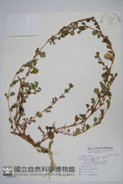 假海馬齒藏品圖，第1張