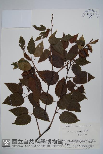 賽黑樺藏品圖，第1張