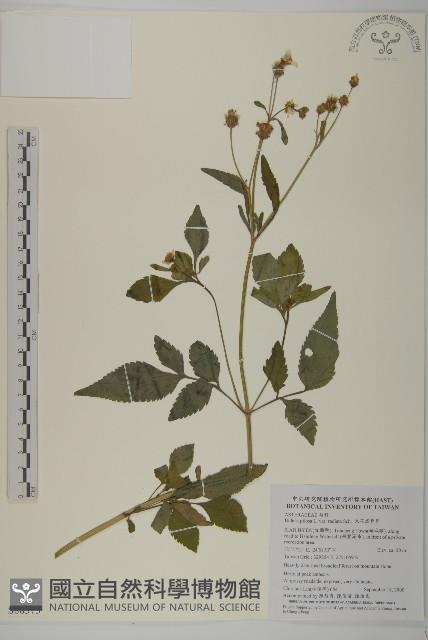 大花咸豐草藏品圖，第1張