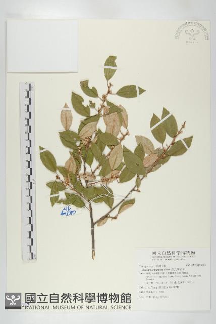 鄧氏胡頹子藏品圖，第1張