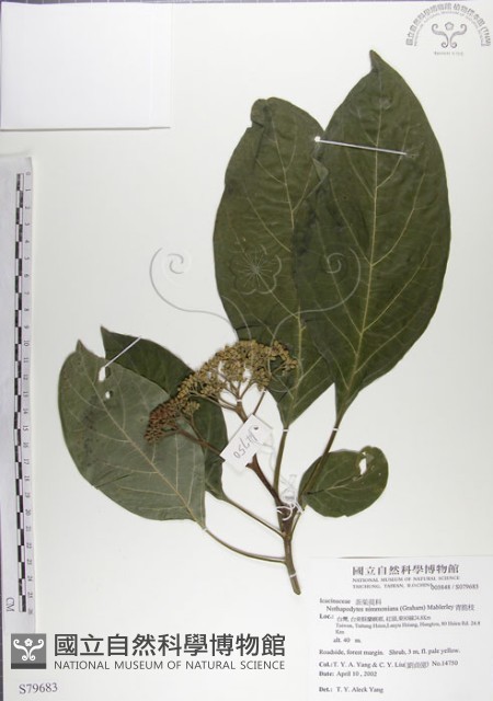青脆枝藏品圖，第1張