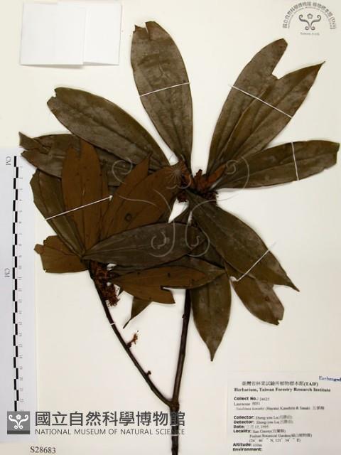 五掌楠藏品圖，第1張