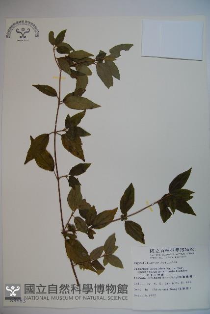 狹葉莢迷藏品圖，第1張