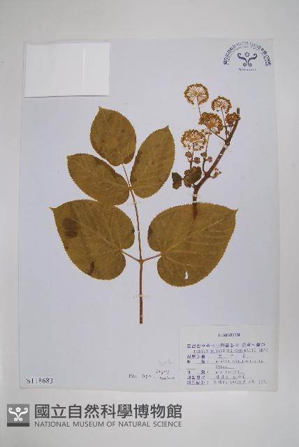 東北土當歸藏品圖，第1張