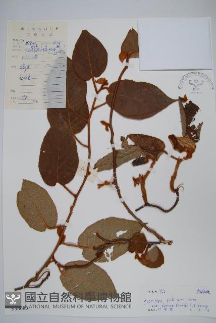 絲毛獼桃藏品圖，第1張