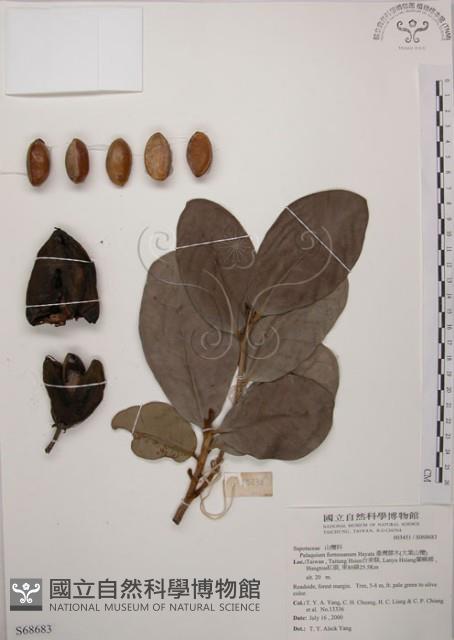 大葉山欖、臺灣膠木藏品圖，第1張