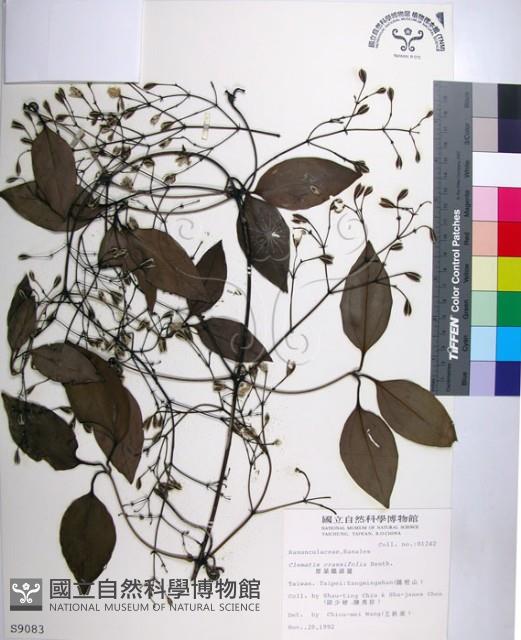 厚葉鐵線蓮藏品圖，第1張