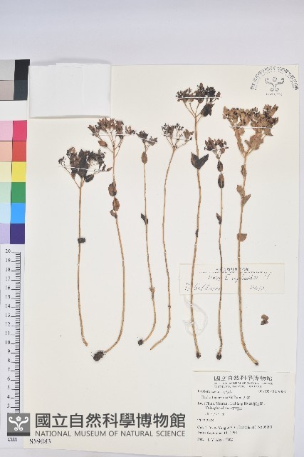 大戟藏品圖，第1張