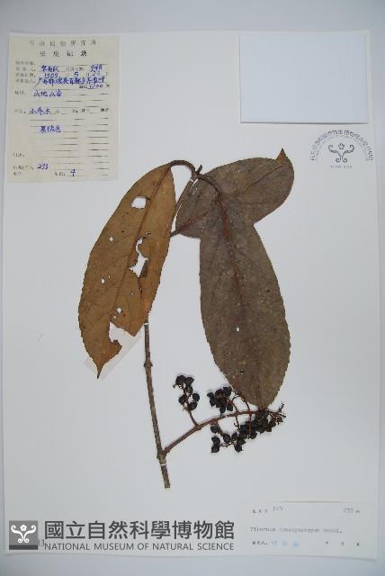 短序莢迷藏品圖，第1張