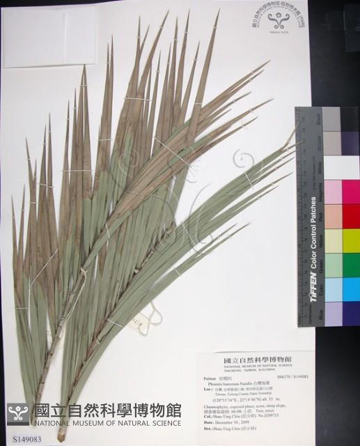 台灣海棗藏品圖，第1張