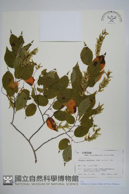 登錄號:S128083藏品圖，第1張