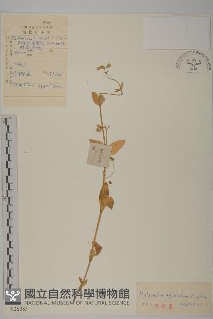 牛繁縷藏品圖，第1張